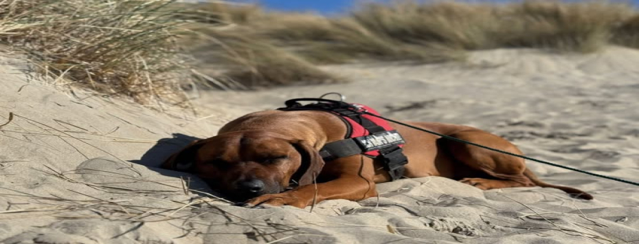 Vermittelte Hunde